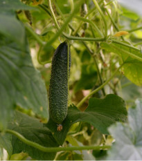 Uhorka nakladačka Diamant F1 - Cucumis sativus - semená uhorky - 8 ks