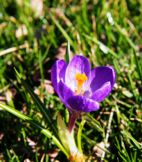 Krókus Flower record - Crocus Vernus - cibuľoviny - 3 ks