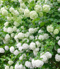 Kalina obyčajná - Viburnum opulus - semená kaliny - 5 ks