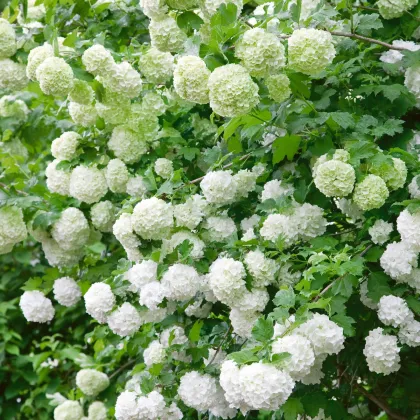 Kalina obyčajná - Viburnum opulus - semená kaliny - 5 ks