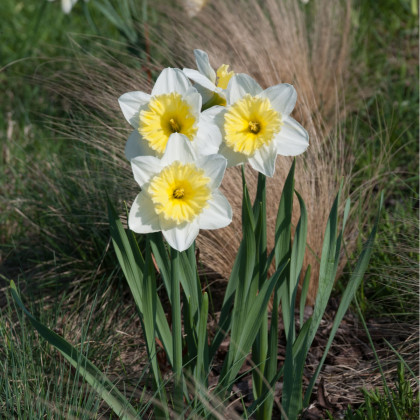 Narcis Ice Follies - Narcissus L. - cibuľoviny - 3 ks