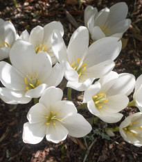 Jesienka obyčajná biela - Colchicum autumnale album - hľuzy jesienok - 1 ks