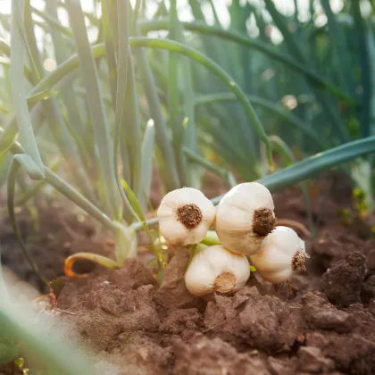 Sadbový cesnak Dukát - Allium sativum - paličiak - cibuľa cesnaku - 1 balenie