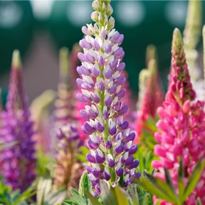 Vlčí bôb Hartwegov - Lupina Avalune Bicolor zmes farieb - Lupinus hartwegii - semená - 15 ks