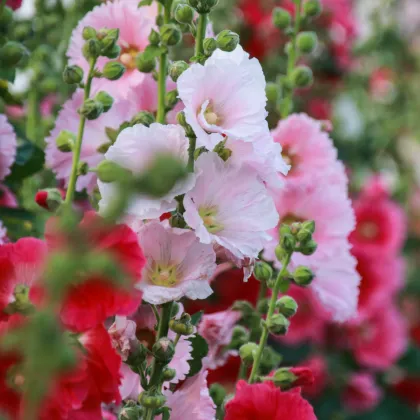 Topoľovka plnokvetá Chaters mix farieb - Alcea rosea - semená topoľovky - 12 ks