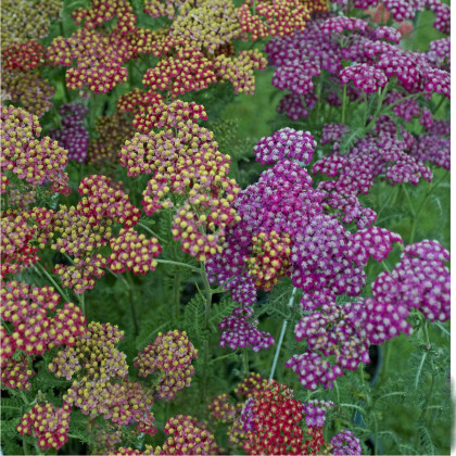 Rebríček túžobníkový Summer Berries F2 - Achillea millefolium - semená - 20 ks