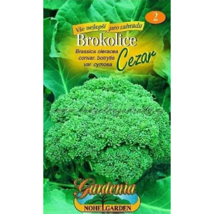 Brokolica Cezar - Brassica oleracea - semená brokolice - 0,6 g