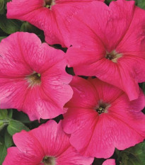 Petúnia mnohokvetá Rita F1 - Petunia hybrida - semená - 30 ks