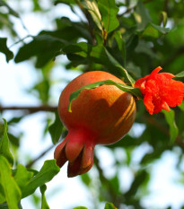 Granátovník púnsky - Punica Granatum - semená granátovníka - 5 ks