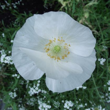 Mak biely Bridal Silk - Papaver rhoeas - semená maku - 150 ks