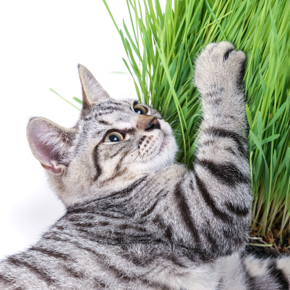 Tráva pre mačky - semená trávy pre mačky - 100 ks