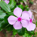 Katarant ružový Lavender F1 - Catharanthus - zimozeleň - semená - 30 ks