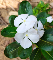 Katarant biely White F1 - Catharanthus - zimozeleň - semená - 30 ks