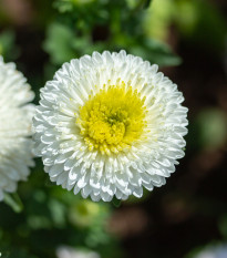 Astra čínska Gracia - Callistephus chinensis - semená - 150 ks