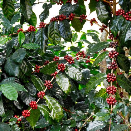 Kávovník arabský Himalaya - Coffea arabica Himalaya - semená kávovníka - 5 ks