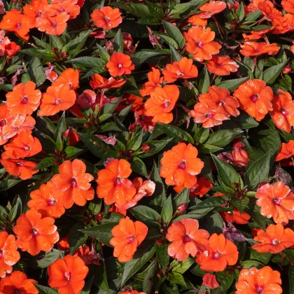 Netýkavka Accent oranžová F1 - Impatiens walleriana - semená - 15 ks