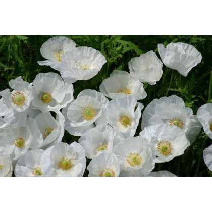 Mak biely Bridal Silk - Papaver rhoeas - semená maku - 150 ks