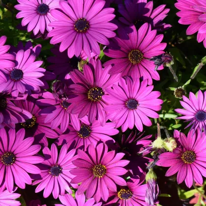 Africká sedmokráska - Osteospermum eclonis asti mix - semená africkej sedmokrásky - 6 ks