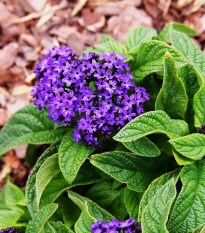 Skrutec peruánsky Marine - Heliotropium arborescens - semená skrutca - 40 ks