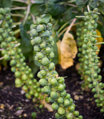 Kel ružičkový Groninger - Brassica oleracea - semená kelu - 50 ks