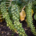 Kel ružičkový Groninger - Brassica oleracea - semená kelu - 50 ks