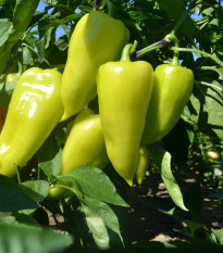 Paprika zeleninová PCR - Capsicum annuum - semená chilli - 80 ks