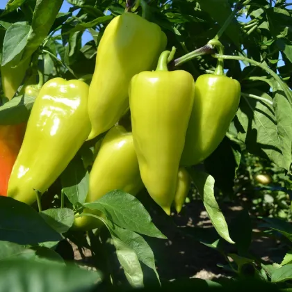 Paprika zeleninová PCR - Capsicum annuum - semená chilli - 80 ks