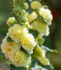 Topoľovka žltá Chaters - Alcea rosea - semená topoľovky - 12 ks