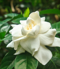 Gardénia jazmínovitá - Gardenia jasminoides - semená gardénie - 6 ks