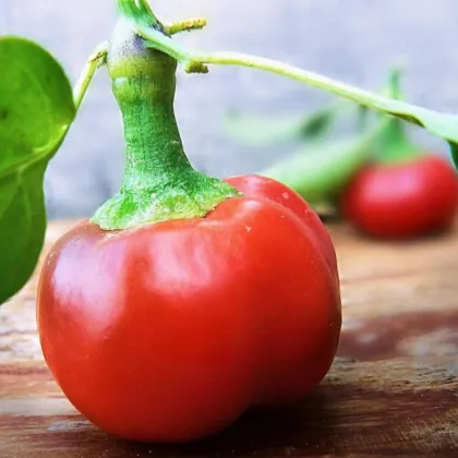 Chilli Large Red Cherry Hot - Capsicum annuum - semená chilli - 7 ks