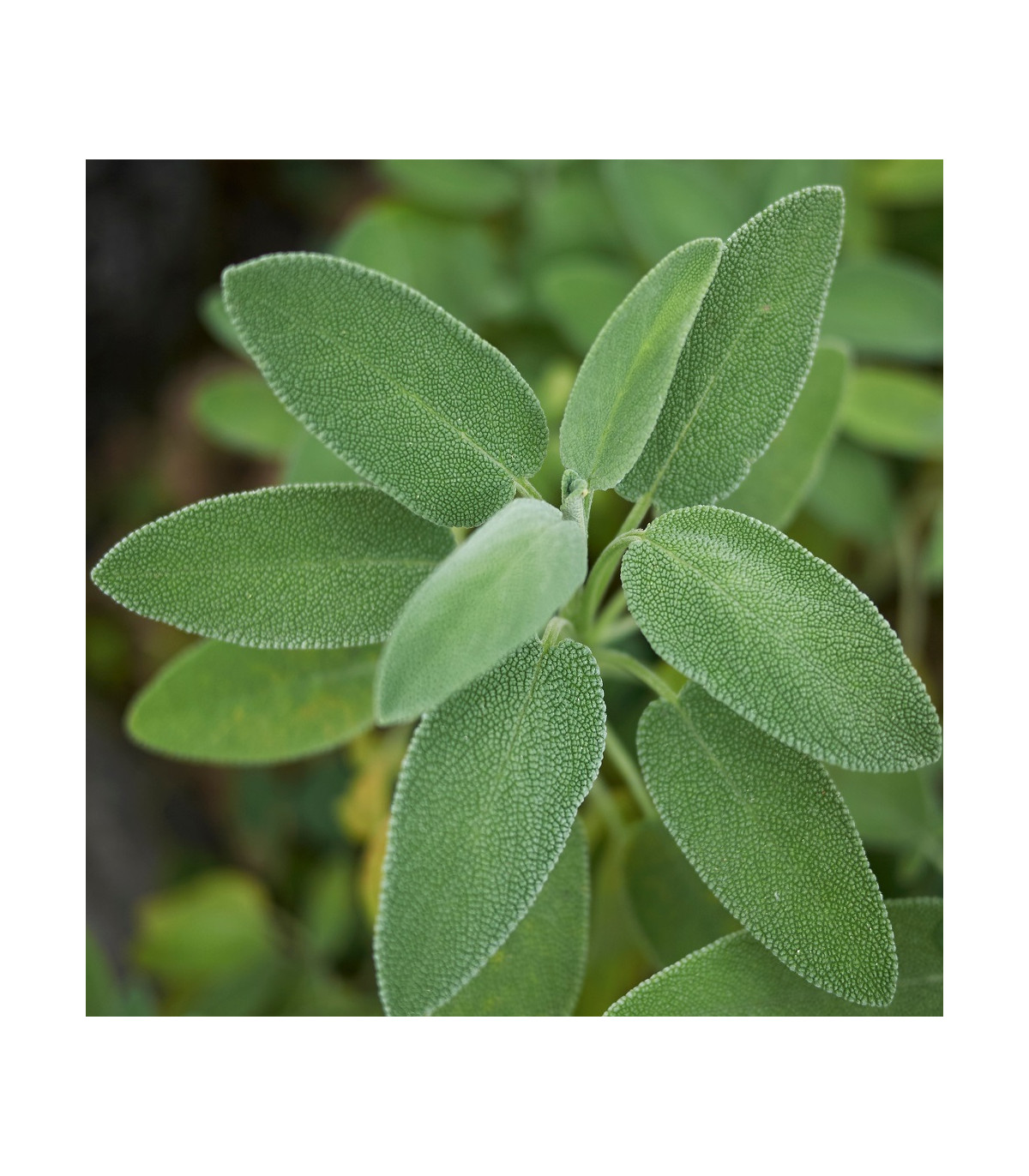 Šalvia lekárska - Salvia officinalis - semená - 20 ks
