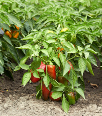 Paprika Bajka - Capsicum annuum - semená papriky - 20 ks