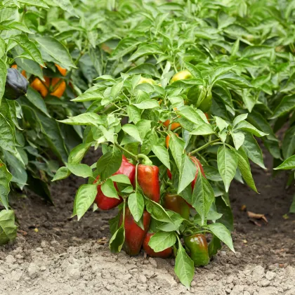 Paprika Bajka - Capsicum annuum - semená papriky - 20 ks