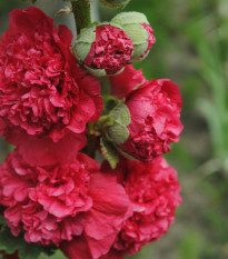 Topoľovka Chaters Scarlet  - Alcea rosea - semená topoľovky - 12 ks