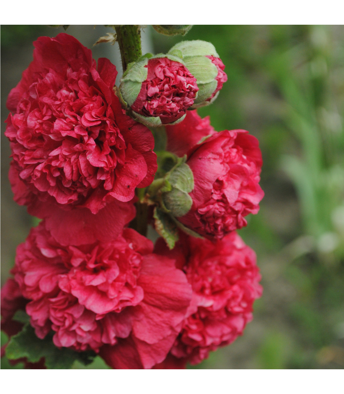 Topoľovka Chaters Scarlet  - Alcea rosea - semená topoľovky - 12 ks