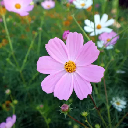 Krasuľka Sonata Pink - Cosmos bipinnatus - semená krasuľky - 15 ks