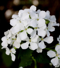 Mesačnica ročná biela - Lunaria annua - semená mesačnice - 40 ks