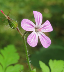 BIO Pakost smradľavý - Geranium robertianum - bio semená pakosta - 10 ks