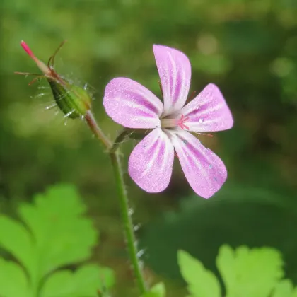 BIO Pakost smradľavý - Geranium robertianum - bio semená pakosta - 10 ks