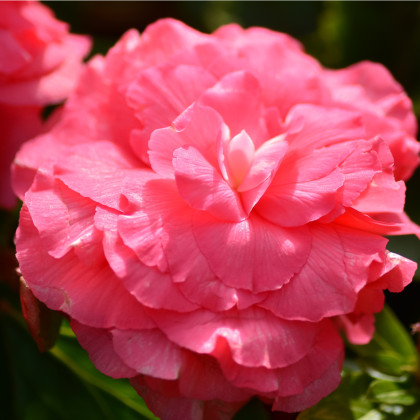 Begónia plnokvetá ružová - Begonia superba - hľuzy begónie - 2 ks
