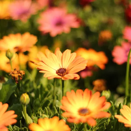 Africká sedmokráska Sunset Shades - Osteospermum - semená africkej sedmokrásky - 6 ks