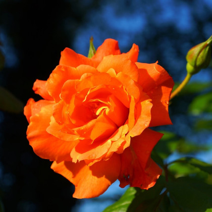 Ruža veľkokvetá kríčková oranžová - Rosa - sadenice ruží - 1 ks