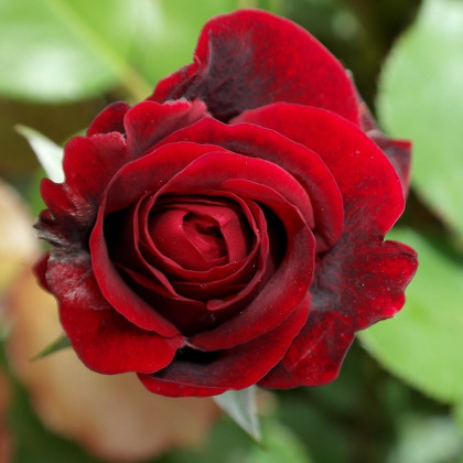 Ruža veľkokvetá pnúca červená - Rosa - voľnokorenné sadenice ruží - 1 ks