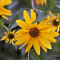 Slnečnica hľuznatá - Helianthus tuberosus - sadenice slnečnice - 1 ks