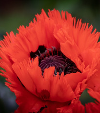 Mak východný Turkenlouis - Papaver rhoeas - sadenice maku - 1 ks