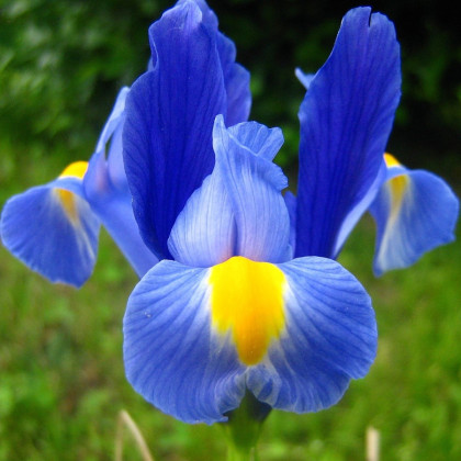 Kosatec holandský Sapphire Beauty - Iris hollandica - cibuľky kosatca - 3 ks