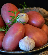 Sadbové zemiaky Rosara - Solanum tuberosum - červené skoré - 5 kg