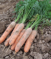 Mrkva skorá Stupická - Daucus carota - semená - 800 ks