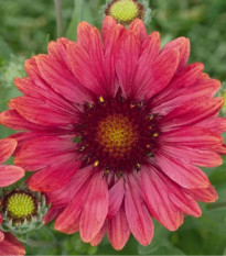 Kokarda Arizona Red Shades - Gaillardia aristata - semená kokardy - 10 ks