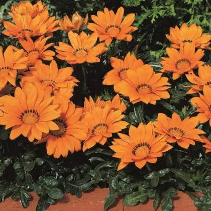 Gazánia Kiss Orange F1 - Gazania rigens - semená gazánie - 12 ks